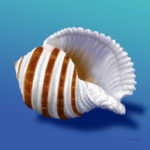 Seashell, Shell Sulcose