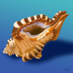 Seashell, Cymatium Shell