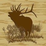 Bull Elk