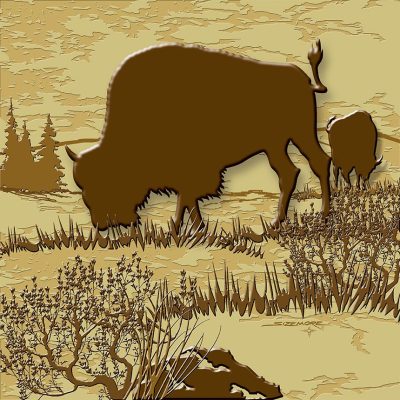 Bison - Buffalo Grazing