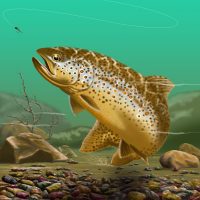 Brown Trout Tile Mural
