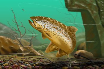 Brown Trout Tile Mural