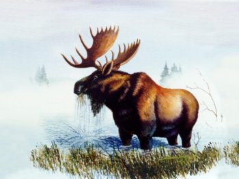 Wildlife Tile Mural Moose